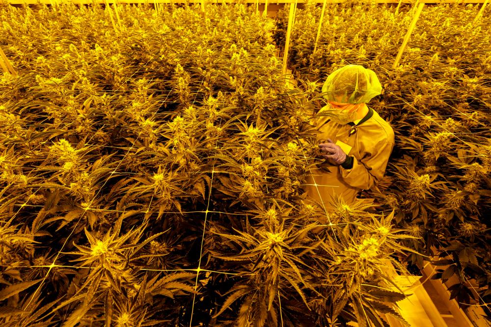 In this file photo taken on November 28, 2022 an employee checks the quality of cannabis plants (marijuana) in a greenhouse at the production site of German pharmaceutical company Demecan for medical cannabis in Ebersbach near Dresden, eastern Germany. AFPPIX