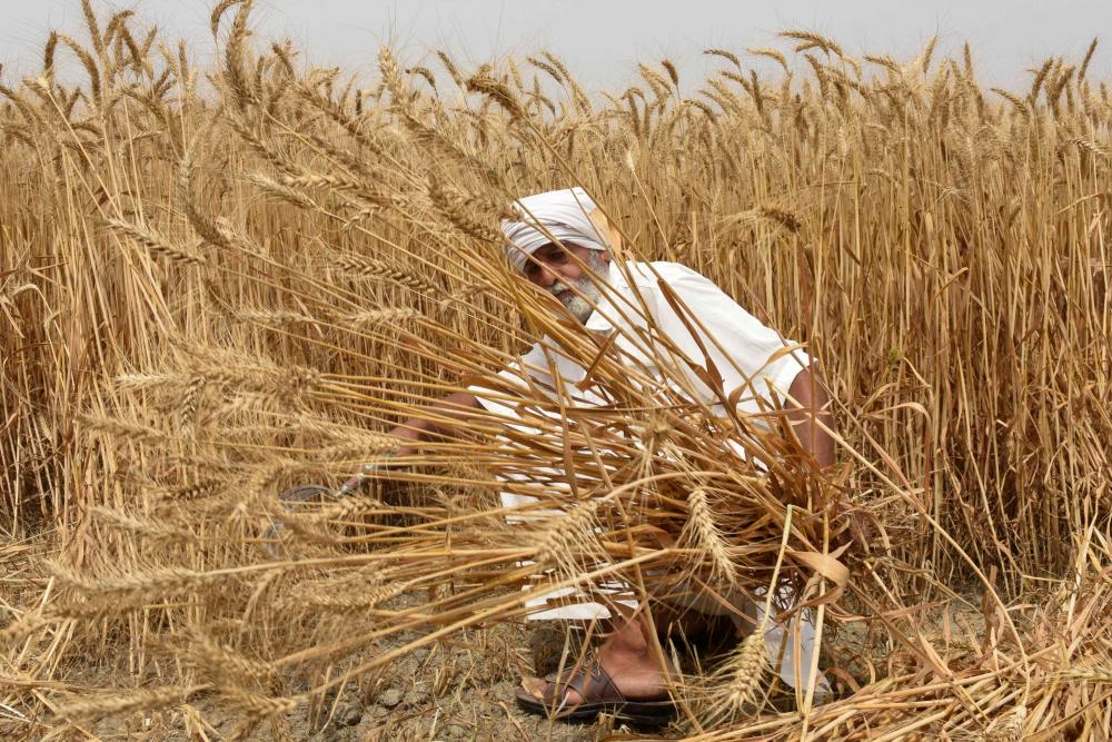 (FILES) In this file photograph taken on April 12, 2022, an Indian farmer poses as he harvests wheat crop in a field on the outskirts of Amritsar, in the northern Indian state of Punjab. AFPPIX