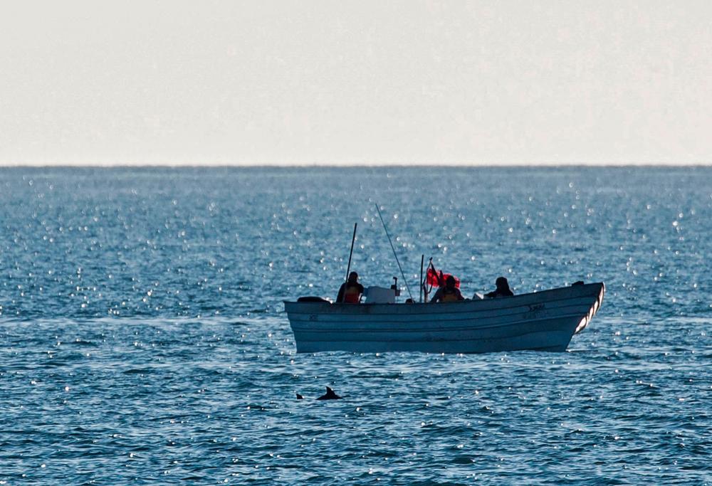 In this handout file photo taken on October 16, 2019 and released by Sea Shepherd Conservation Society, a vaquita marina porpoise swims near a boat in the Gulf of California, Mexico. – AFP