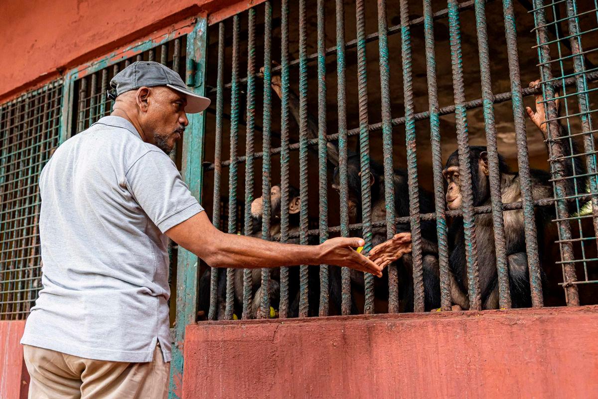 Founder and director Bala Amarasekaran greets a chimpanzee inside his enclosure at the Tacugama Chimpanzee Sanctuary in Freetown - AFPPix