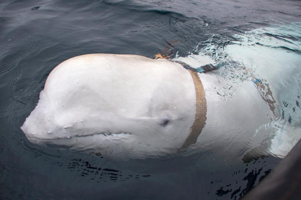 This file handout photo taken on April 26, 2019 released by Norwegian Directorate of Fisheries (Sea Surveillance Service) shows a white whale wearing a harness, which was discovered by fishermen off the coast of northern Norway/AFPPix