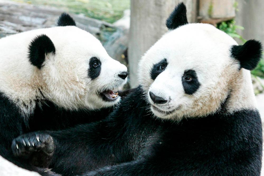 (FILES) In this file photo taken on September 3, 2005 two giant pandas on loan to Thailand from China, Chuang Chuang and Lin Hui, play together at Chiang Mai Zoo in Chiang Mai. - AFPPIX