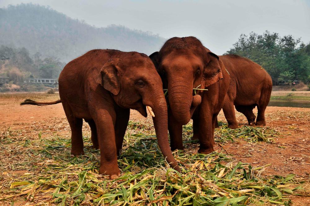 In this file photo taken on March 13, elephants rescued from the tourism and logging trade gather to eat at the Elephant Nature Park in the northern Thai province of Chiang Mai. - AFP