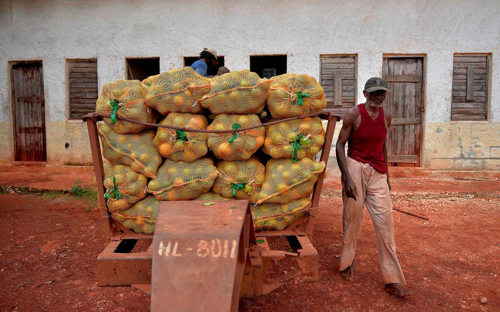 In this file photo taken on Oct 24, 2018, a worker walks past a trailer loaded with sacks of grapefruit at the state-owned citrus company Ceiba, in Artemisa, Cuba. — AFP