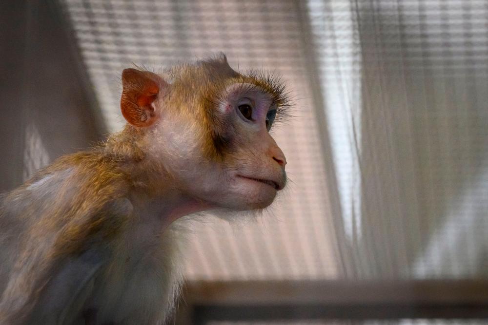 The crash in Pennsylvania of a truck transporting 100 monkeys to a laboratory allowed four of them to escape, triggering a search by police who warned the public not to approach the animals. AFPPIX