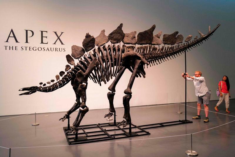 The Stegosaurus specimen nicknamed Apex is on display at Sotheby’s in New York on July 10, 2024/AFPpix