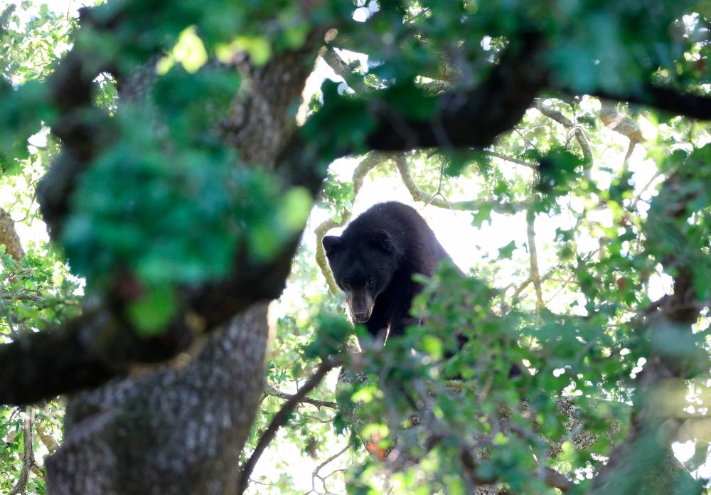 (FILES) In this file photo taken on May 13, 2021 a California black bear sits in an oak tree behind a home in San Anselmo, California. A black bear cub caused a stir for several hours on May 23, 2021 in a neighborhood of Greater Montreal, Canada, before finally being put to sleep and captured. – AFP