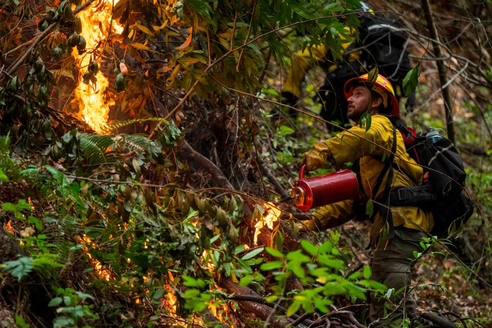 Filepix: Spencer Klinefelter, a coordinator with the Central Coast Prescribed Burn Association, lights a prescribed burn at Wilder Ranch State Park near Santa Cruz, California, on October 13, 2023/AFPPix
