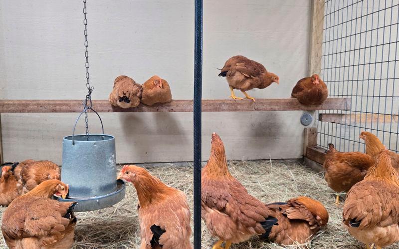 Hens for sale roam in their cage at Wabash Feed &amp; Garden store in Houston, Texas, on February 10, 2025. A farm animal business in Houston sold 100 hens in four days, a number they usually reach in a month. AFPpix.