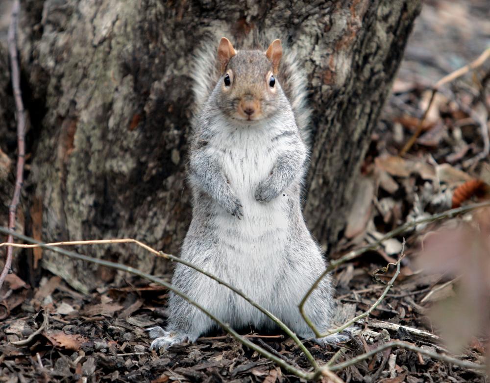 (FILES) In this file photo taken on January 05, 2007, a squirrel stands on its hind legs as it looks for food in New York’s Central Park. As 2020 comes to a close some New York residents can add another woe to the long list this year has wrought: vicious squirrels. People living in the Rego Park neighborhood of Queens have reported several squirrel attacks over the past month, with one woman needing emergency attention after a bite to the hand. AFP / STAN HONDA