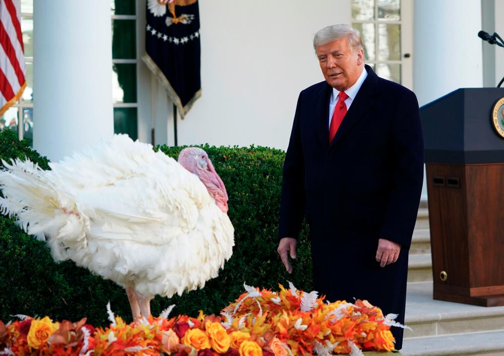 (FILES) In this file photo taken on November 24, 2020, US President Donald Trump and Thanksgiving turkey “Corn” before it was pardoned by Trump in the Rose Garden of the White House in Washington, DC. Thanksgiving is an official American holiday that celebrates one of the country’s founding myths. It is famous for a huge meal and family fights around the dinner table, in recent years often over President Donald Trump. It also marks the start of the Christmas shopping season. / AFP / MANDEL NGAN