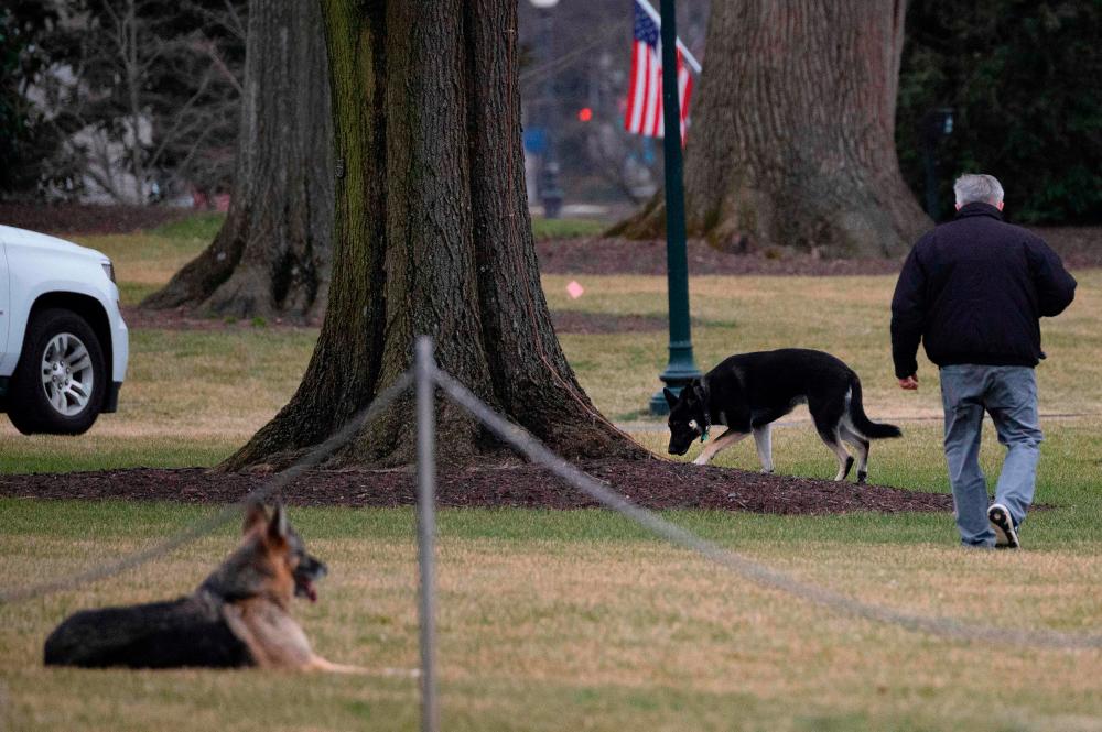 (FILES) In this file photo taken on January 25, 2021 First dogs Champ and Major Biden are seen on the South Lawn of the White House in Washington, DC. President Joe Biden has sent his two dogs back to his family home in Wilmington, Delaware, after the younger of the two German Shepherds was involved in a “biting incident” with a White House security agent, US media said March 8, 2021. - AFP