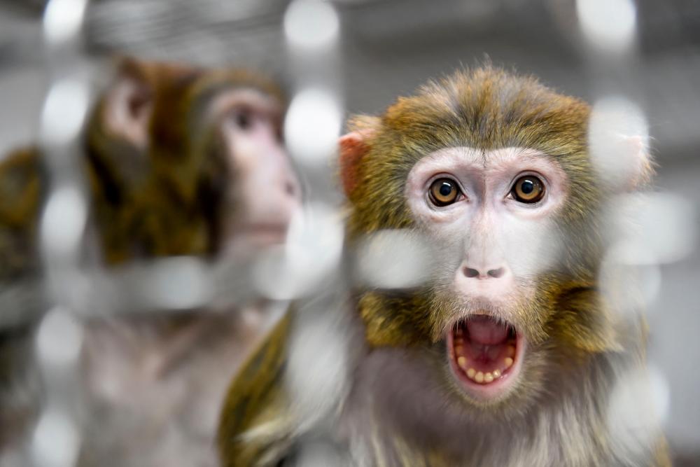 In this file photo taken on March 13, 2019 A Rhesus macaque, part of the 11 rescued monkeys from research laboratories, sits in the quarantine room of the future animal shelter ‘La Taniere’, in Nogent-le-Phaye near Chartres. — AFP