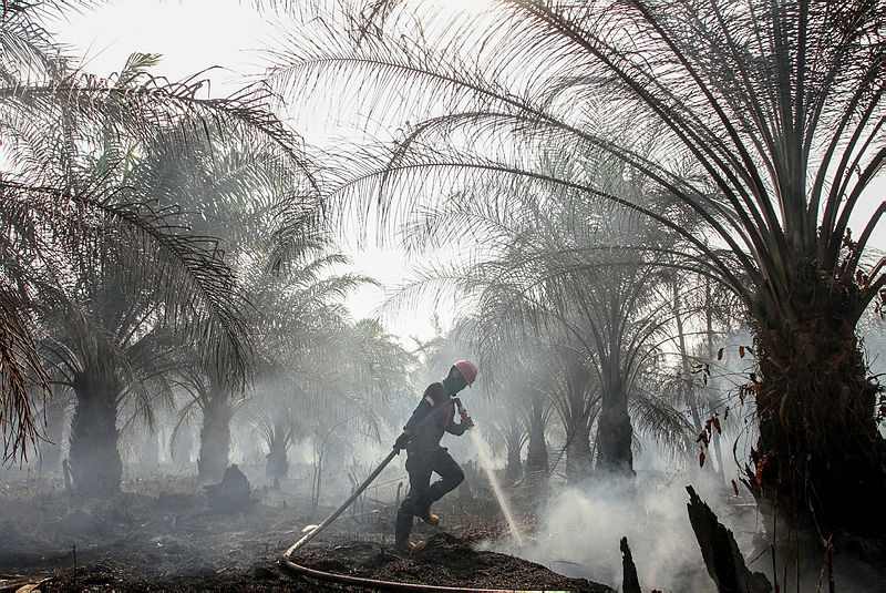 A member of Manggala Agni (forest fire brigade) tries to extinguish peatland fires at a palm plantation in Pekanbaru, Riau province, Indonesia, Sept 4, 2019. — AFP