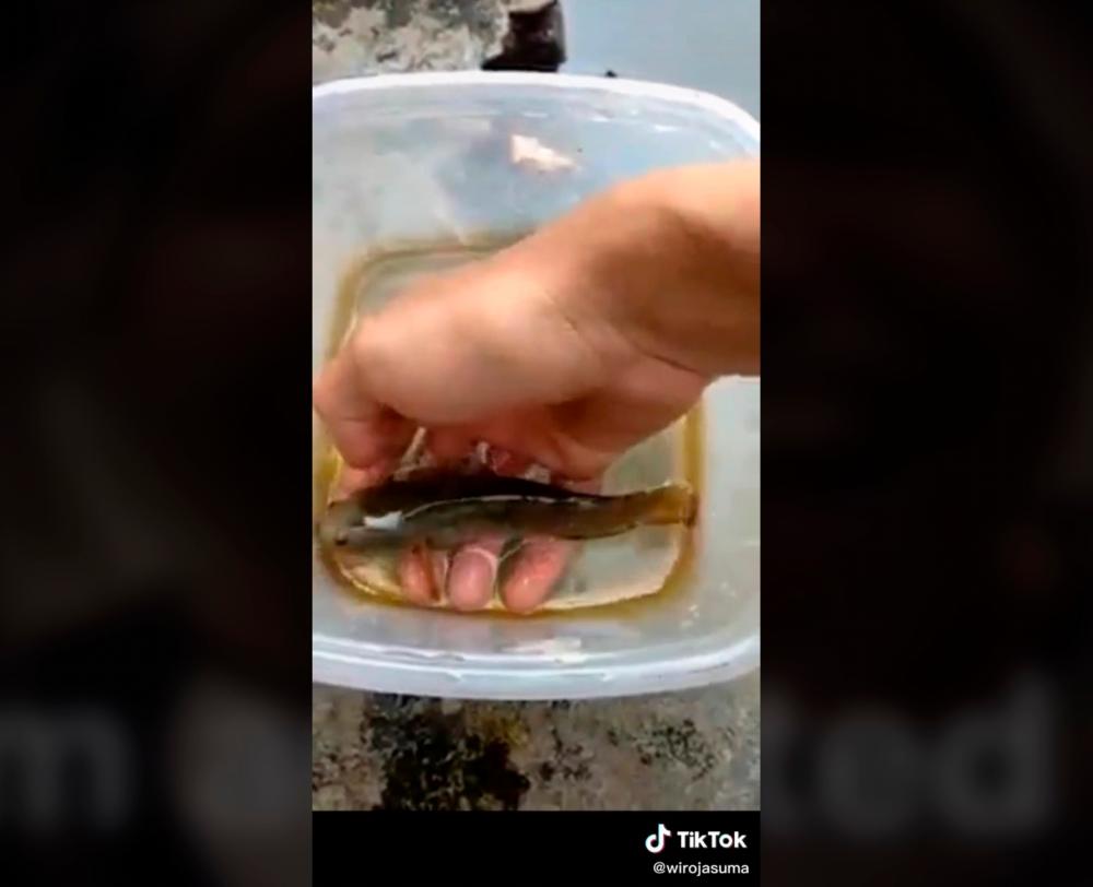 The man’s pet fish apparently prefers to be with its owner. – TikTok/@xwsmx__