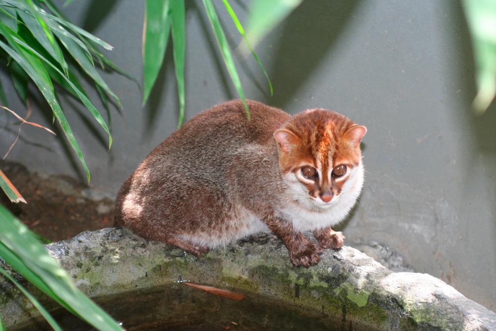 PDRM detains man for possession of wild cats
