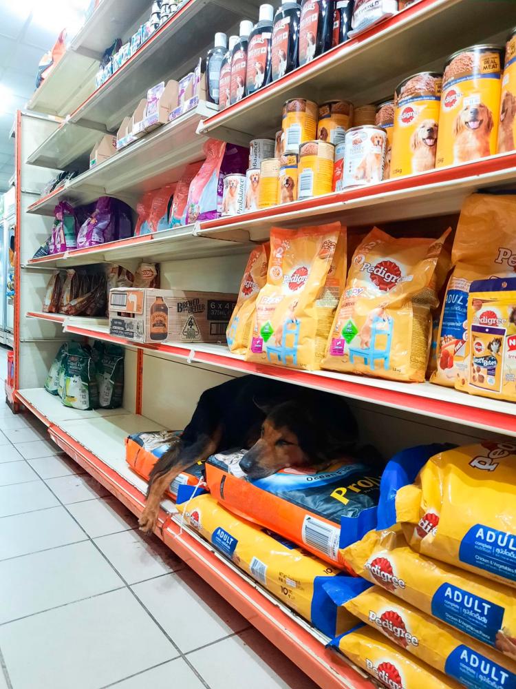 The picture posted by a netizen showing the dog resting at the pet food section. – Twitter/@nabilfikran10