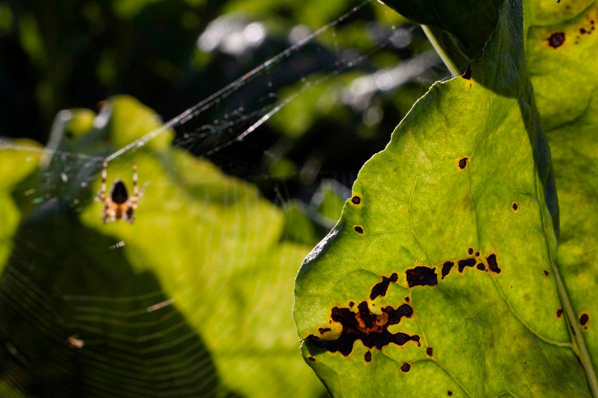 This photograph shows a sugar beet leaf in a field with a spider in the background in Saint-Christophe-sur-Conde, north-western France. - JOEL SAGET / AFP