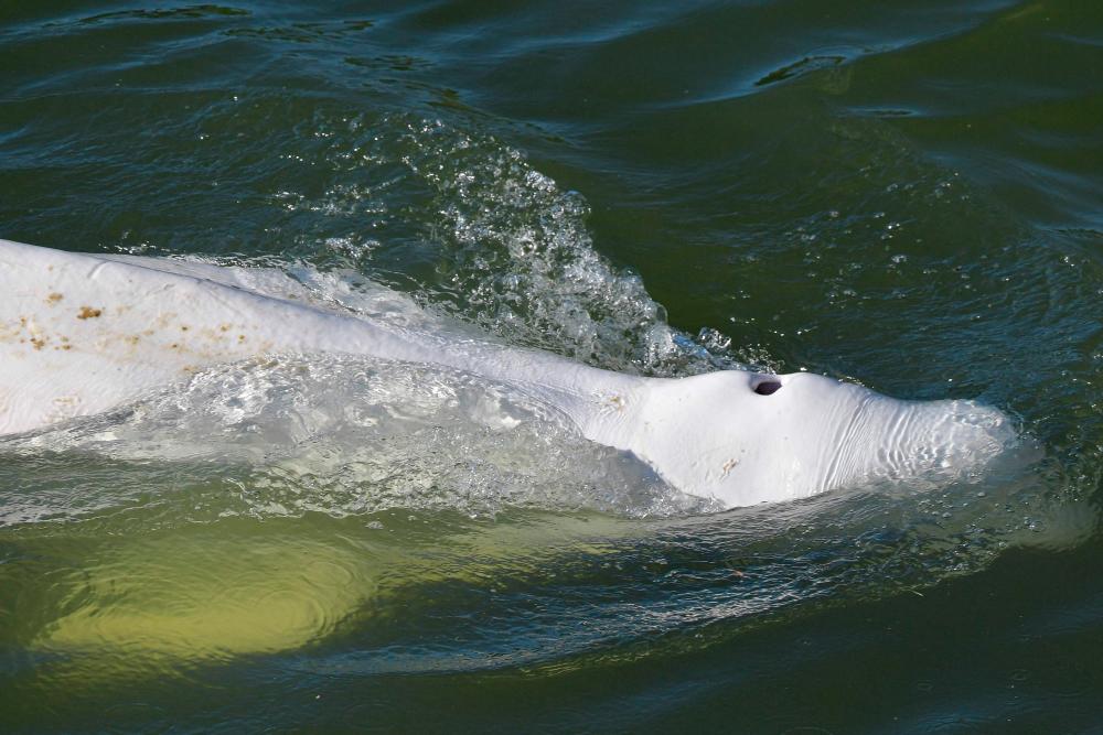A beluga whale is seen swimming up France’s Seine river, near a lock in Courcelles-sur-Seine, western France on August 5, 2022. AFPPIX