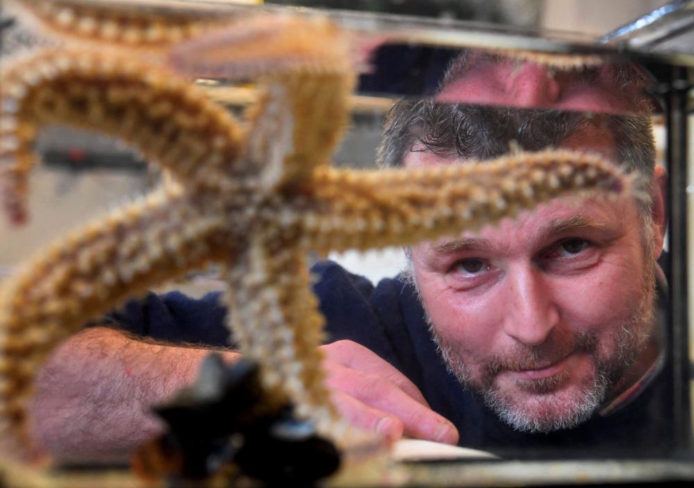 Study reveals location of starfish's head