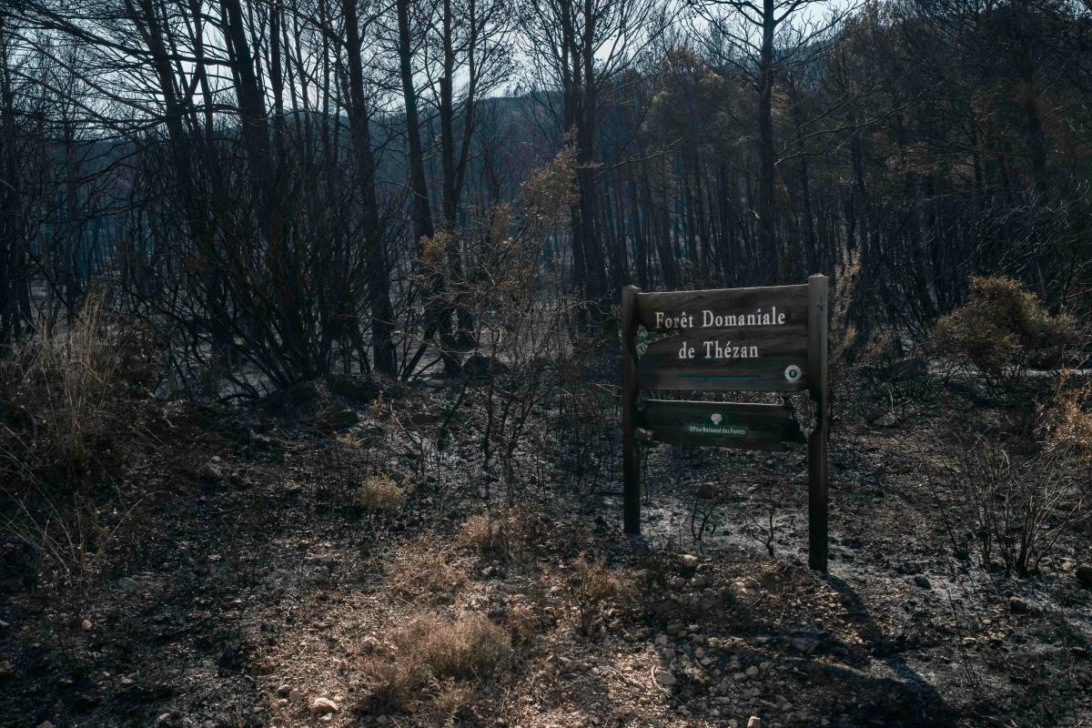 This photograph shows a burnt sign which reads “Foret Domaniale de Thezan” following wildfires in Thezan-des-Corbieres, southern France on August 9, 2025. Emmanuelle Bernier’s sheep leave the scorched lands of Fontjoncouse, in the Aude region, under the broken gaze of the breeder, forced to temporarily entrust her animals to a local winegrower who takes in the animals of these farmers who have lost everything following the country’s biggest wildfire in at least half a century.