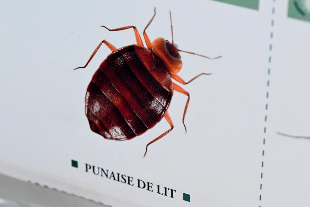 This photograph taken on October 3, 2023 shows an image of a bedbug on display at the Hygiene Premium, pest control shop, in Paris/AFPPix