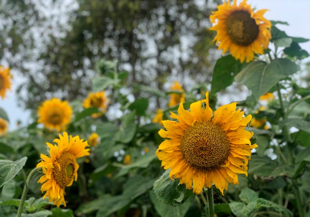 A sunflower farm in Bagan Datuk is the latest tourist attraction
