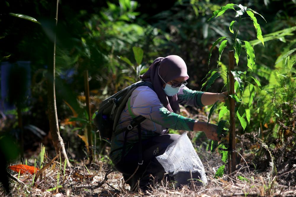 A member of the Negeri Sembilan forestry department putting organic fertilizer on a Mangifera Indica tree-- fotoBERNAMA (2021) Copyrights Reserved.