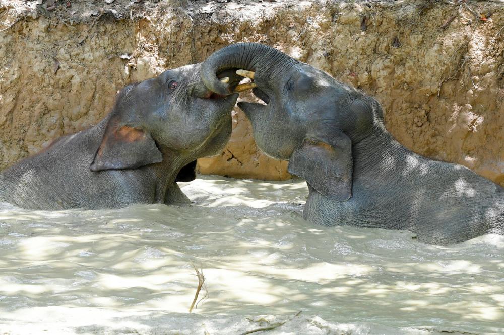 Two baby pygmy elephants playing in the water on the banks of Sungai Kinabatangan near Kampung Bilit in Sandakan.--fotoBERNAMA (2021) Copyrights Reserved