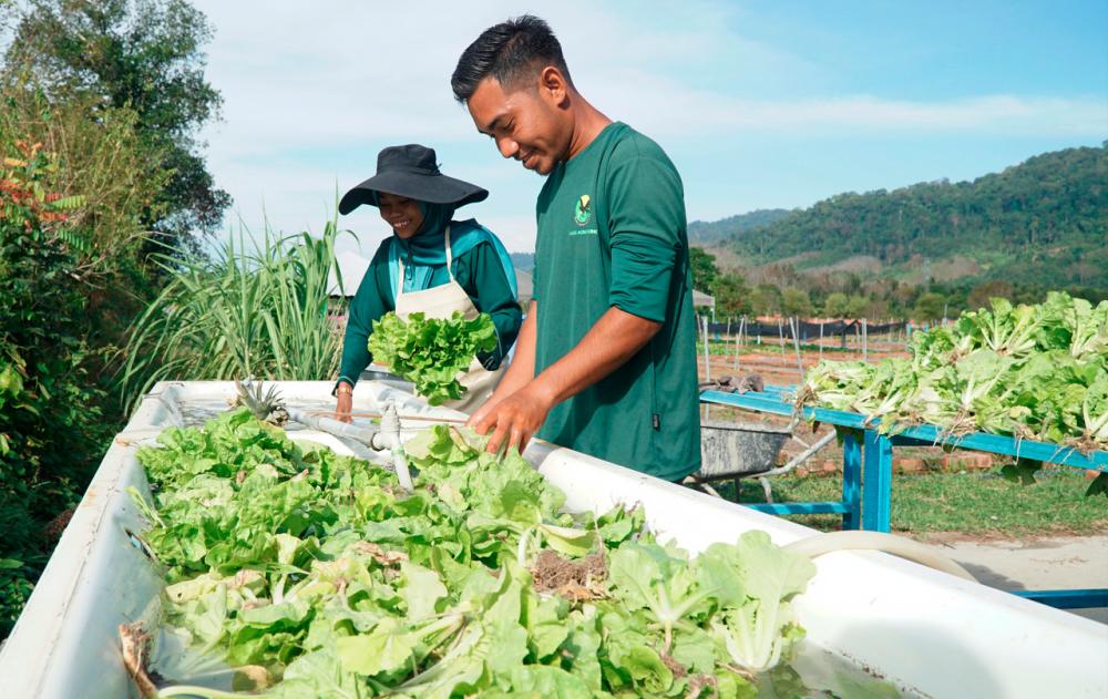 Lang Agro Park workers Ariff Fitri Azizan dan Nurul Wahida Samsul cleaning the harvested vegetables - Bernama