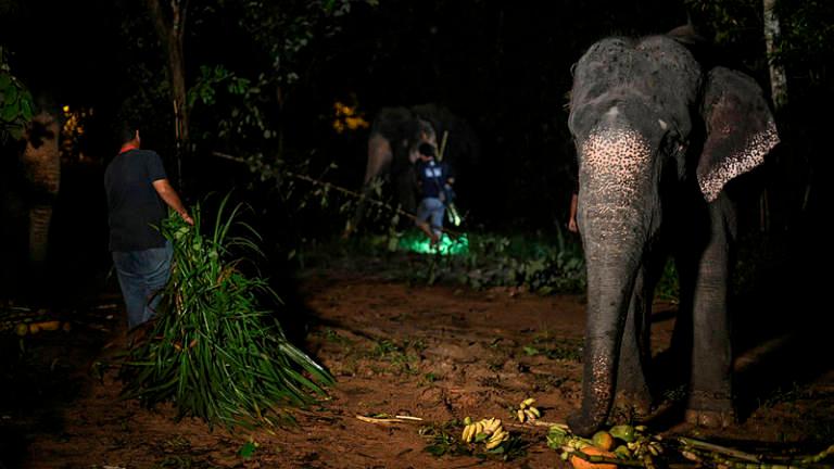 Amukan gajah liar di Kota Tinggi, peniaga buah rugi RM1,000