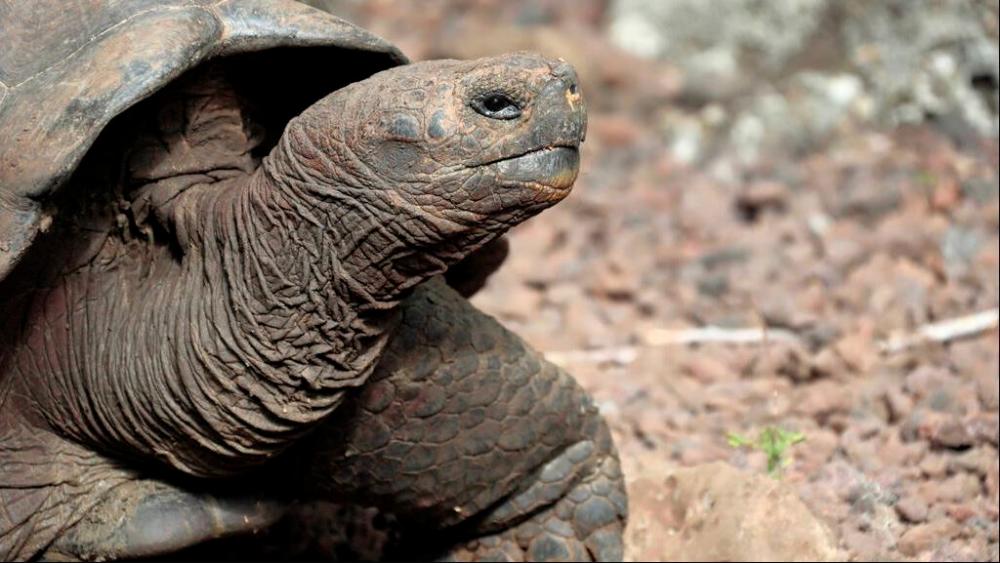 Prosecutors in Ecuador said they have launched an investigation into the alleged hunting and killing of four giant tortoises in the Galapagos National Park - AFPPIX