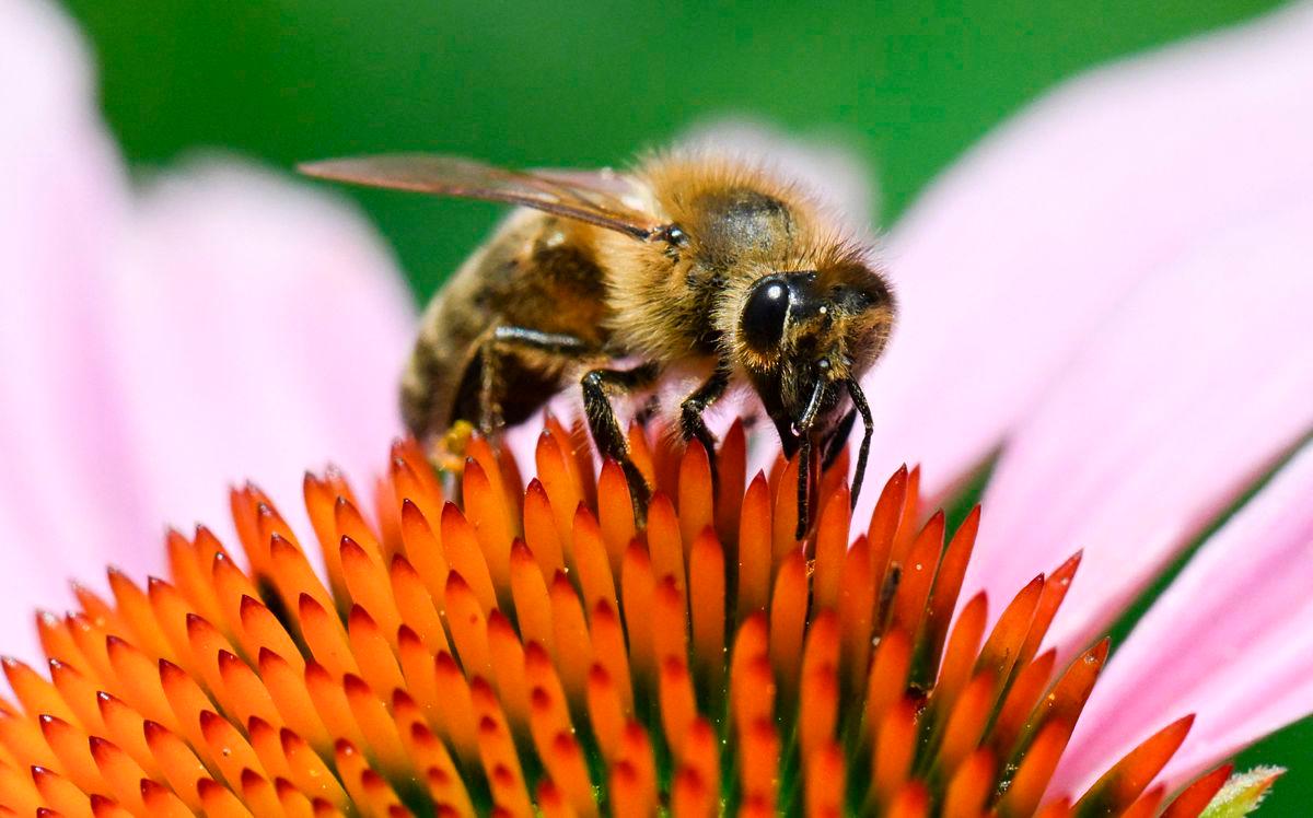 A honeybee collects pollen on a blooming coneflower (echinacea purpurea) in Ludwigsburg, southwestern Germany, on July 1, 2025. (Photo by THOMAS KIENZLE / AFP / AFP)