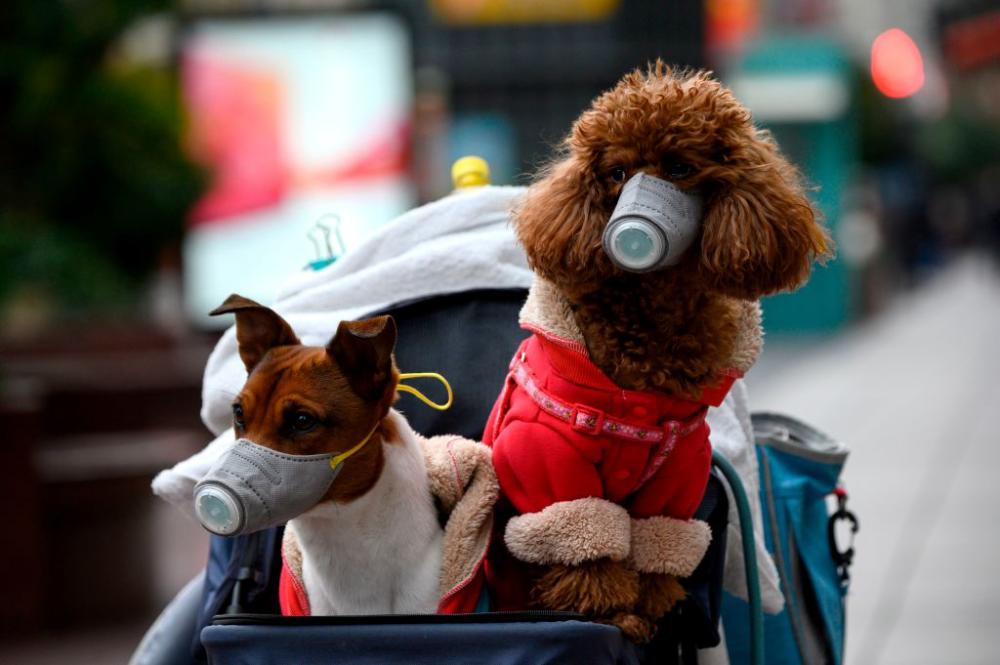 Dogs wearing masks are seen in a a stroller in Shanghai on Feb 19. — AFP