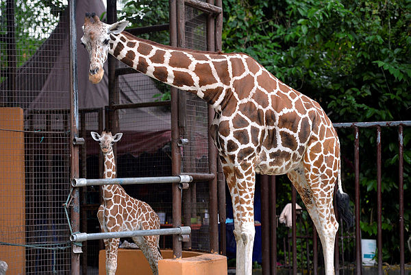An adult mother giraffe and the recently born giraffe calf at Zoo Negara on May 12, 2019. — Bernama