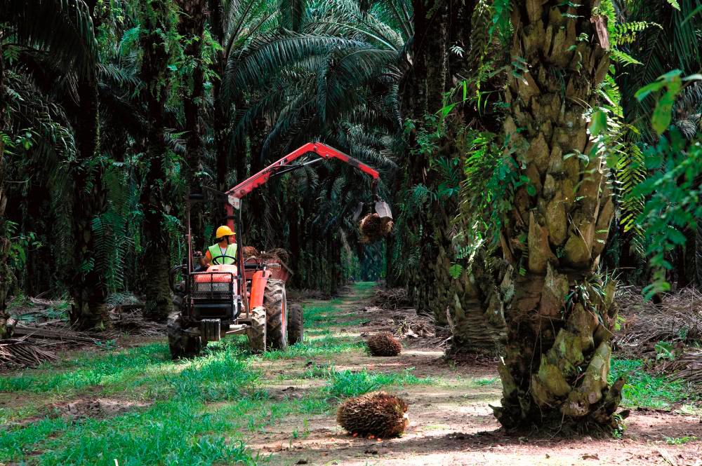 Sime Darby Plantation’s Q3 net profit slips to RM396m