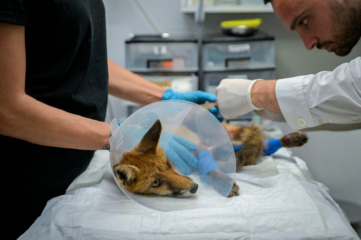 Members of the Greek wildlife protection group Anima treat an injured fox at an Athens animal clinic on August 26, 2025. The NGO has seen a surge in animal admissions -- largely because of climate change, which scientists say is driving longer, more intense and more frequent heatwaves worldwide, fuelling wildfires and generating other dangers for wildlife. - Aris MESSINIS / AFP