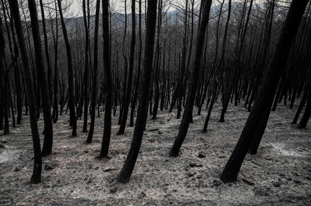 This photograph taken on August 24, 2023 shows a burned forest during wildfires in Kirki, a village near Alexandroupoli. Hundreds of firefighters in Greece struggled on August 24, 2023 to tame major wildfires burning for a sixth day, leaving 20 dead and prompting growing outrage among stricken residents. AFPPIX
