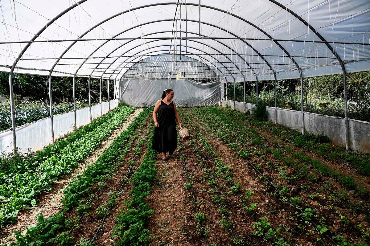 Owner of Biologic farm with vegetables and fruits Anna Aivazidi works in the greenhouse of her farm in Filiro, a suburb of Thessaloniki, on August 29, 2025. - Sakis Mitrolidis / AFP