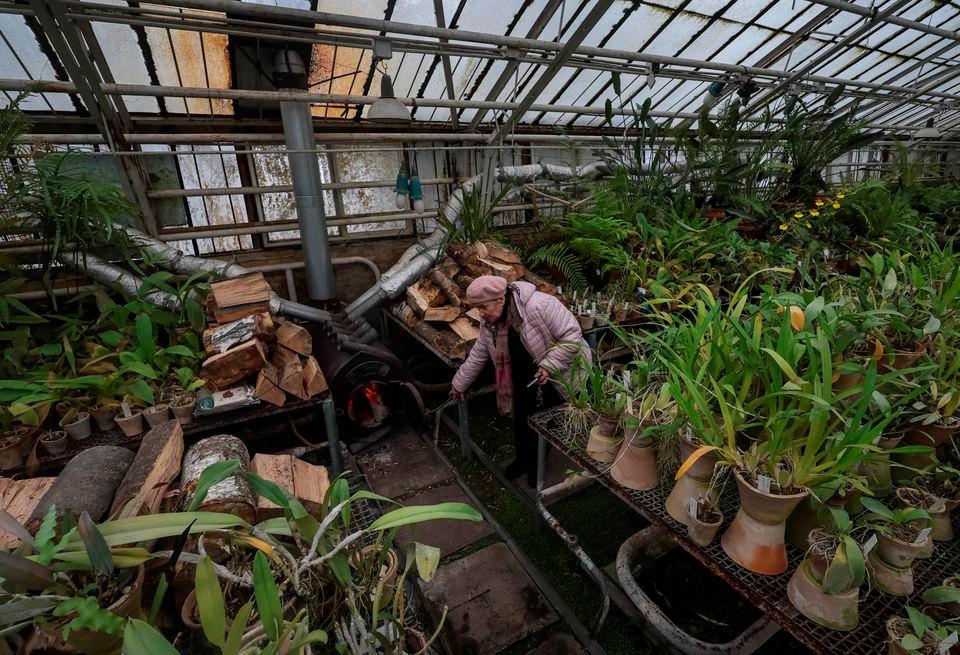 Liudmyla Buiun, Head of Tropical and Subtropical Plants Department, checks a wood stove in a tropical greenhouse, suffering from low temperatures, in a botanical garden after critical energy infrastructure was hit by Russian military attacks in Ukraine, as Russia’s invasion of Ukraine continues, in Kyiv, Ukraine December 22, 2022. REUTERSPIX