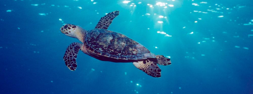 $!The Hawksbill Turtle. – Worldwildlife.org