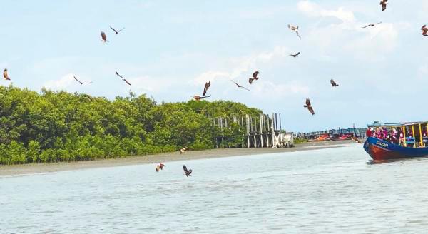 $!A convocation of eagles soaring above the water off Pulau Ketam is a sight to behold. The breathtaking spectacle of eagle watching.