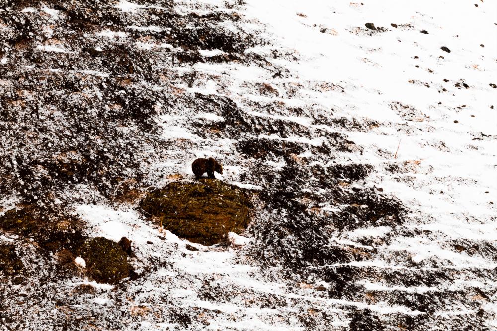 $!A Himalayan brown bear in the snow desert.