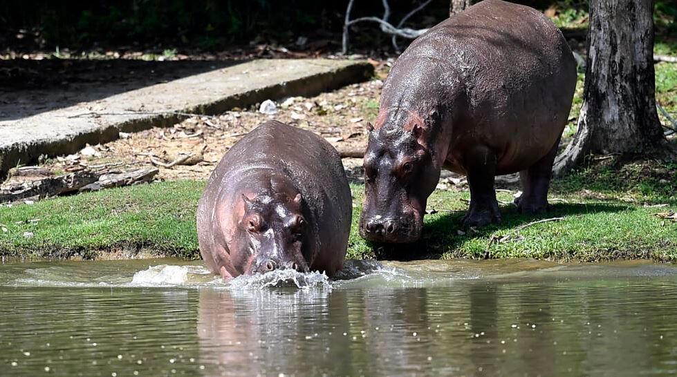 Hippos are seen in September 2020 at the Hacienda Napoles theme park -- once the private zoo of drug kingpin Pablo Escobar. AFPPIX