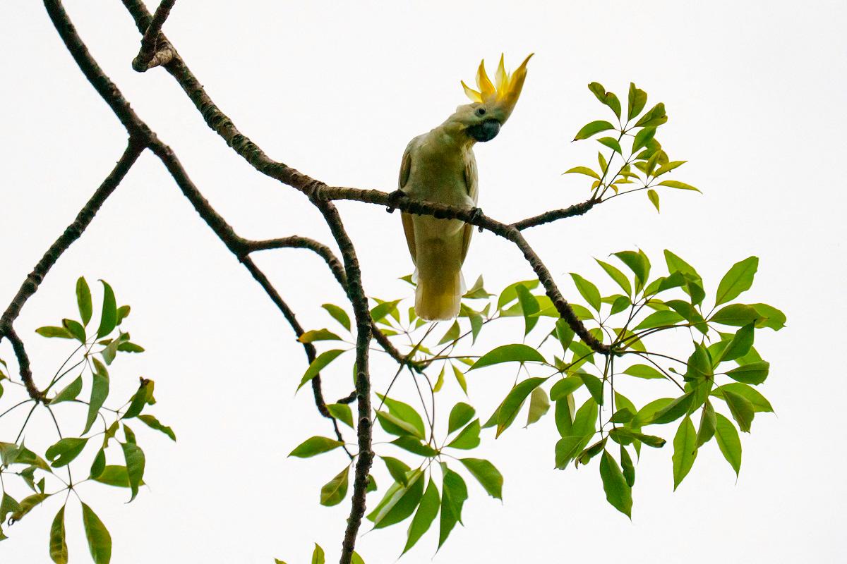 This picture taken on July 28, 2025 shows a yellow-crested cockatoo raises its crest as it rests on a tree branch at Victoria Park in Causeway Bay, Hong Kong. - YAN ZHAO / AFP