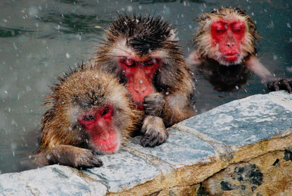 $!Japanese macaques, a.k.a. snow monkeys.