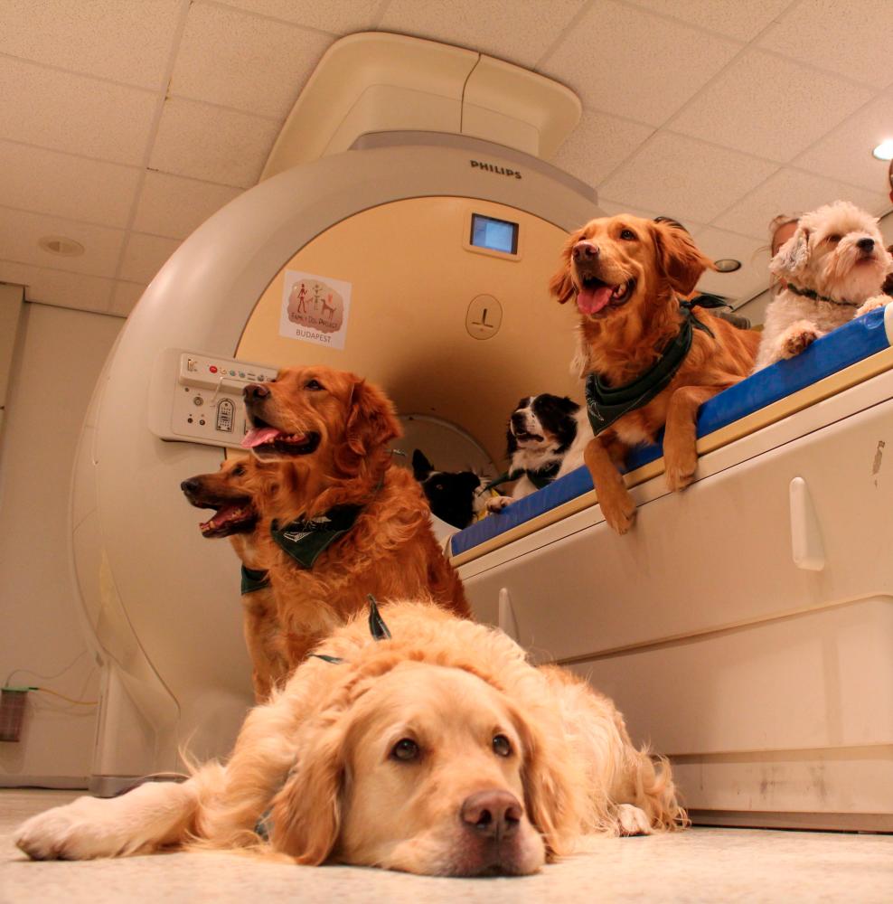 A local dogs wait for an examination at an MR scanner at Eotvos Lorand University in Budapest, Hungary on February 11, 2016. Faces are more important for humans than dogs, according to a brain activity study on how the two species see each other published by a team of Hungarian and Mexican researchers on October 5, 2020. / AFP / Eniko KUBINYI