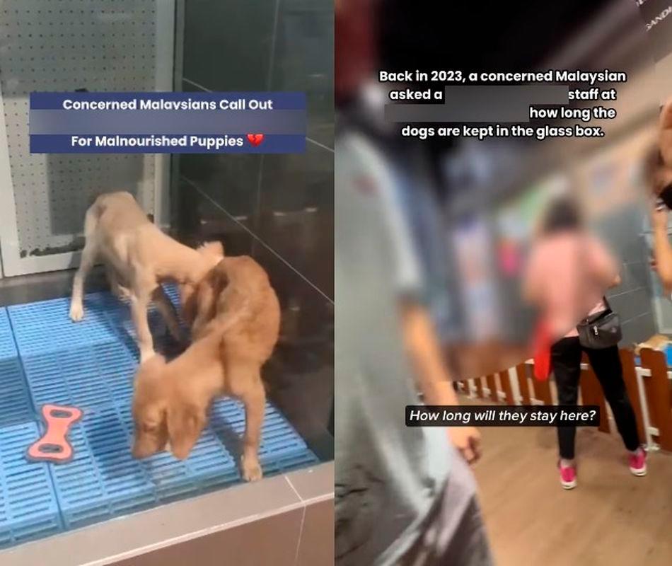 $!Credit: myforeverdoggo/IG