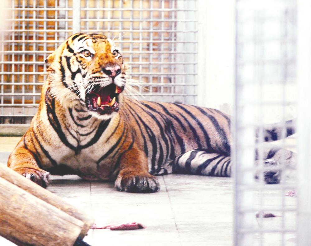 $!A tiger that was caught in a boar trap and received treatment at Pusat Menyelamat Hidupan Liar Kebangsaan Sungkai.– Bernama