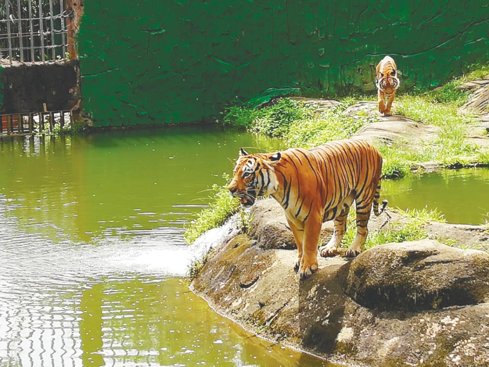 A Malayan Tiger that is well taken care of at Zoo Melaka and Night Safari. –Bernama